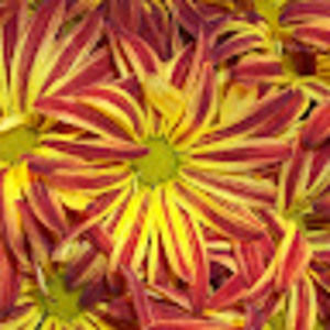 Meet your Posher, Jennie